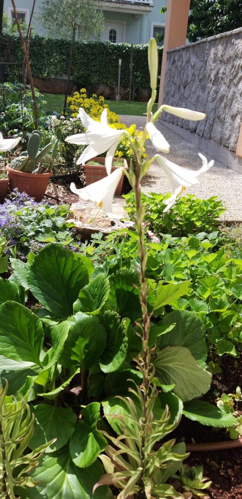 Apartmani Anita مالينسكا المظهر الخارجي الصورة